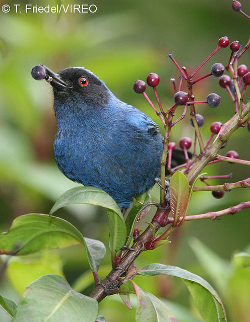 Masked Flowerpiercer f26-3-014.jpg